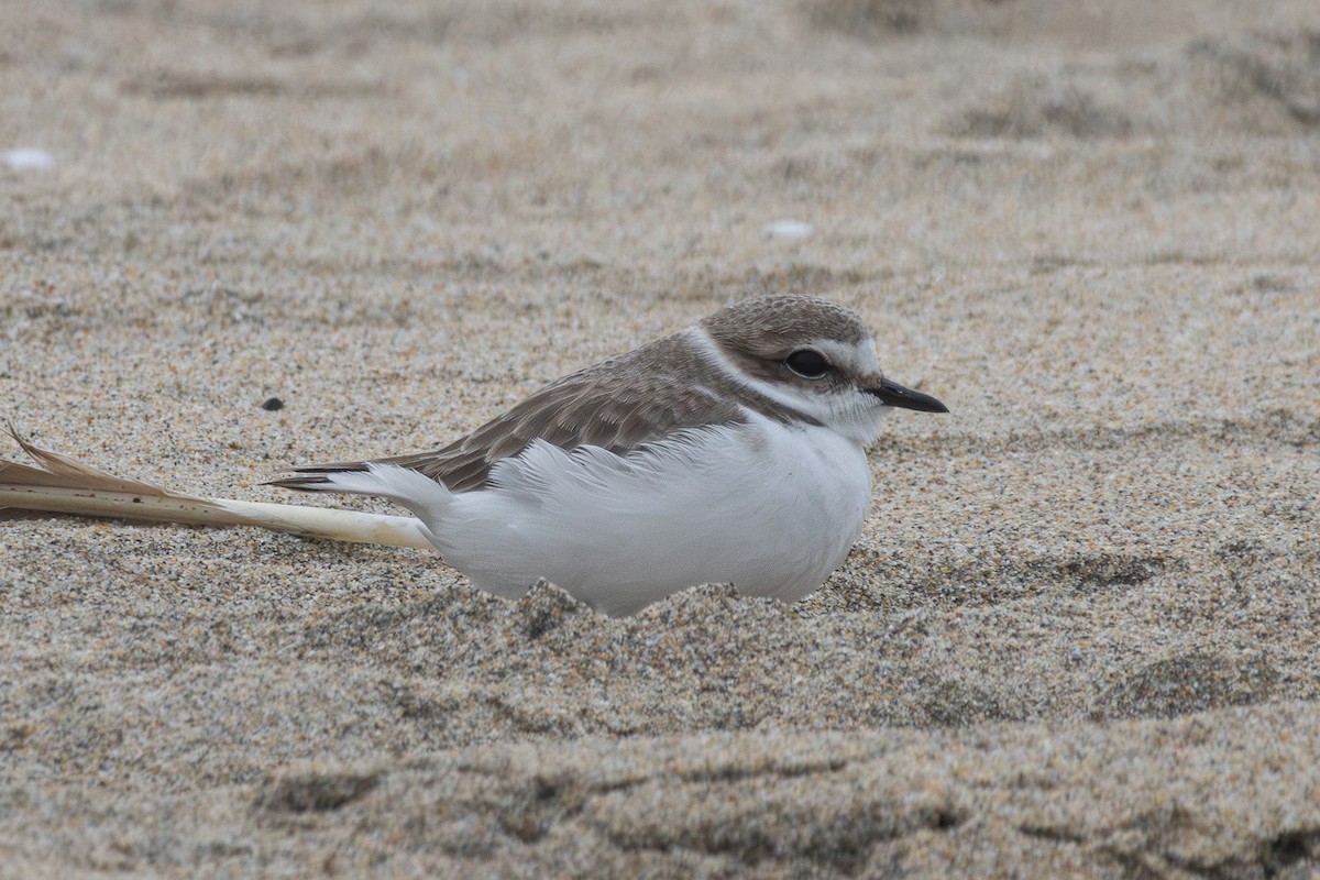 Snowy Plover - ML631277261