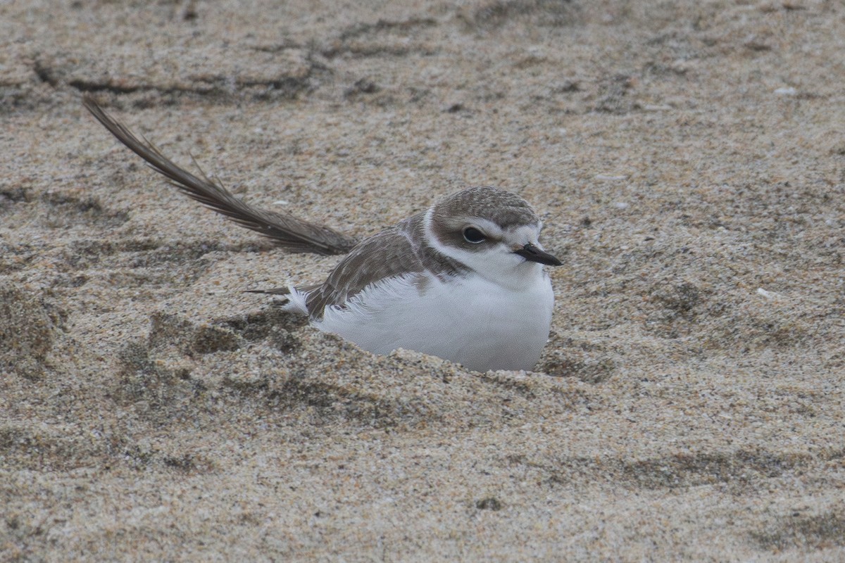 Snowy Plover - ML631277262