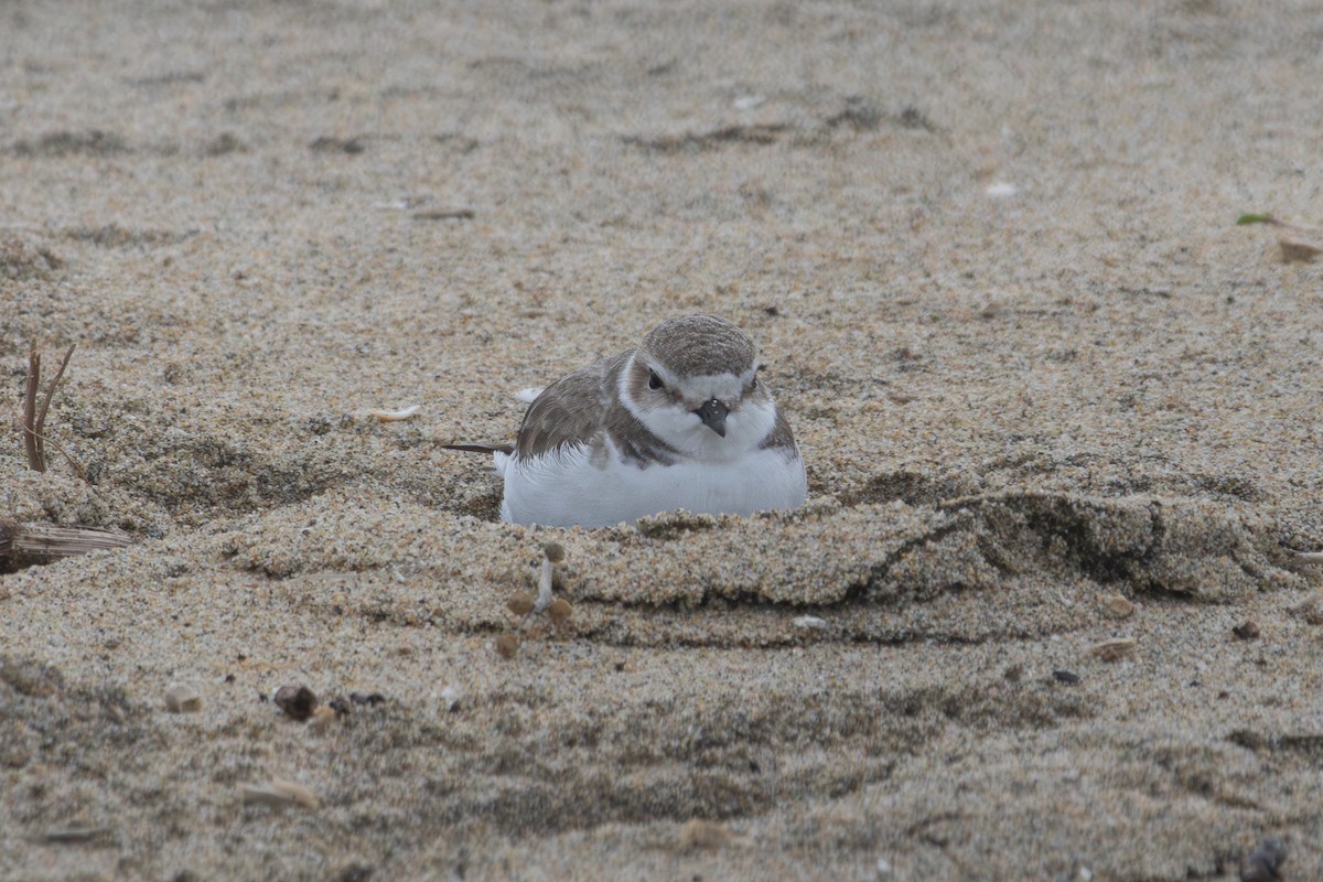 Snowy Plover - ML631277263