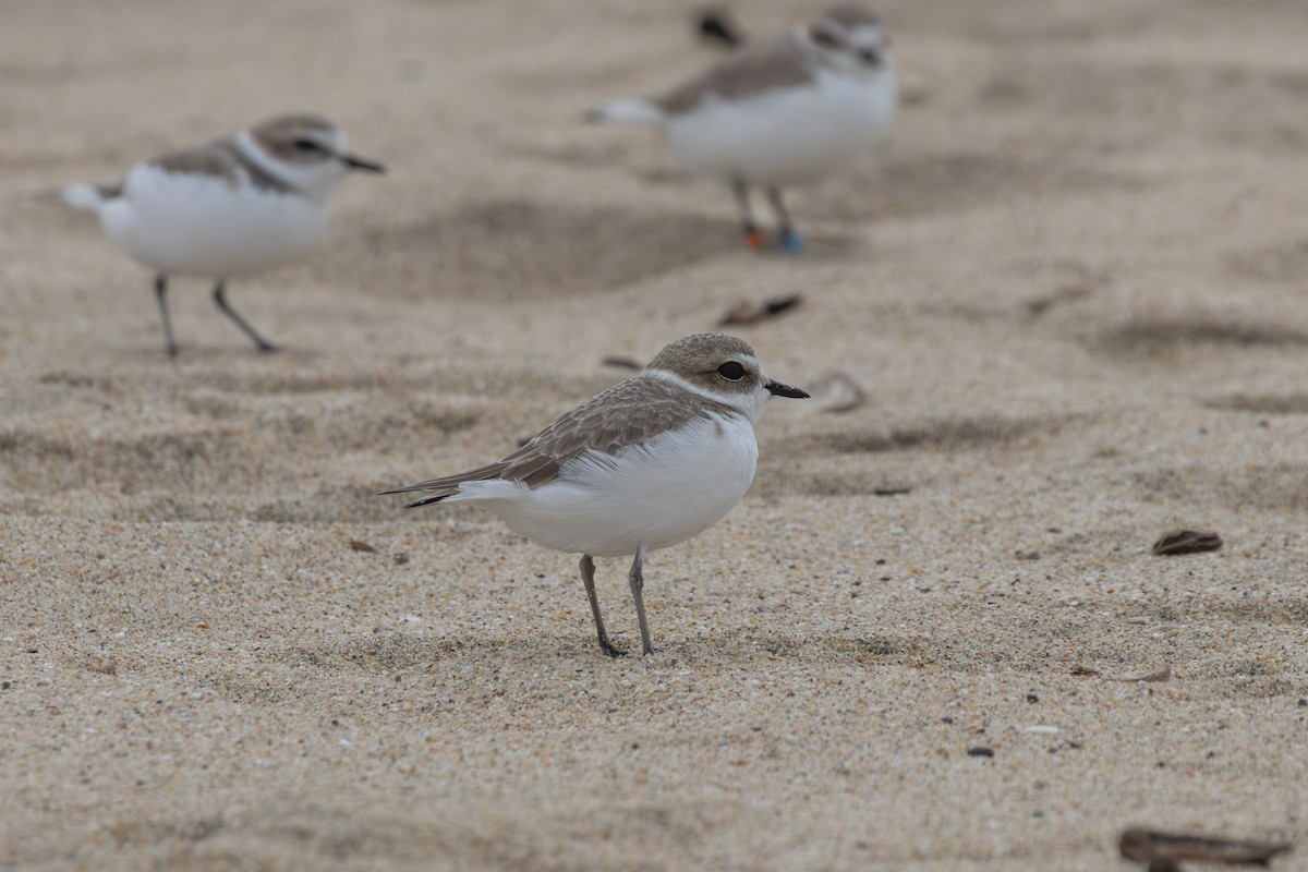 Snowy Plover - ML631277264