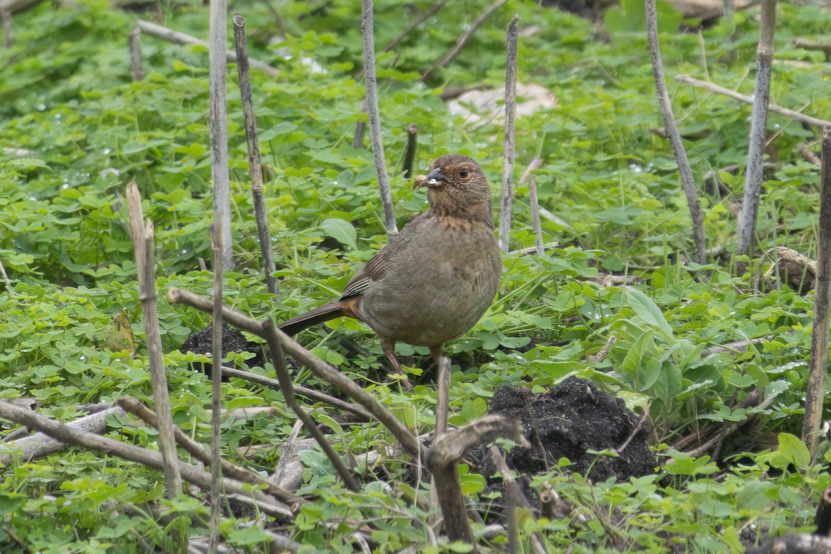 California Towhee - ML631277275