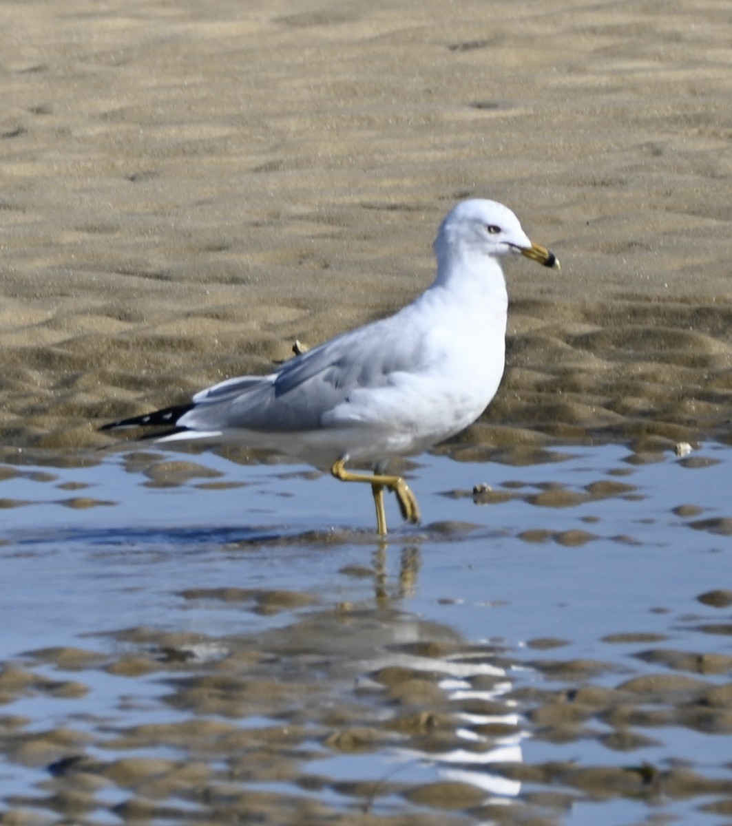 ringnebbmåke - ML631277302