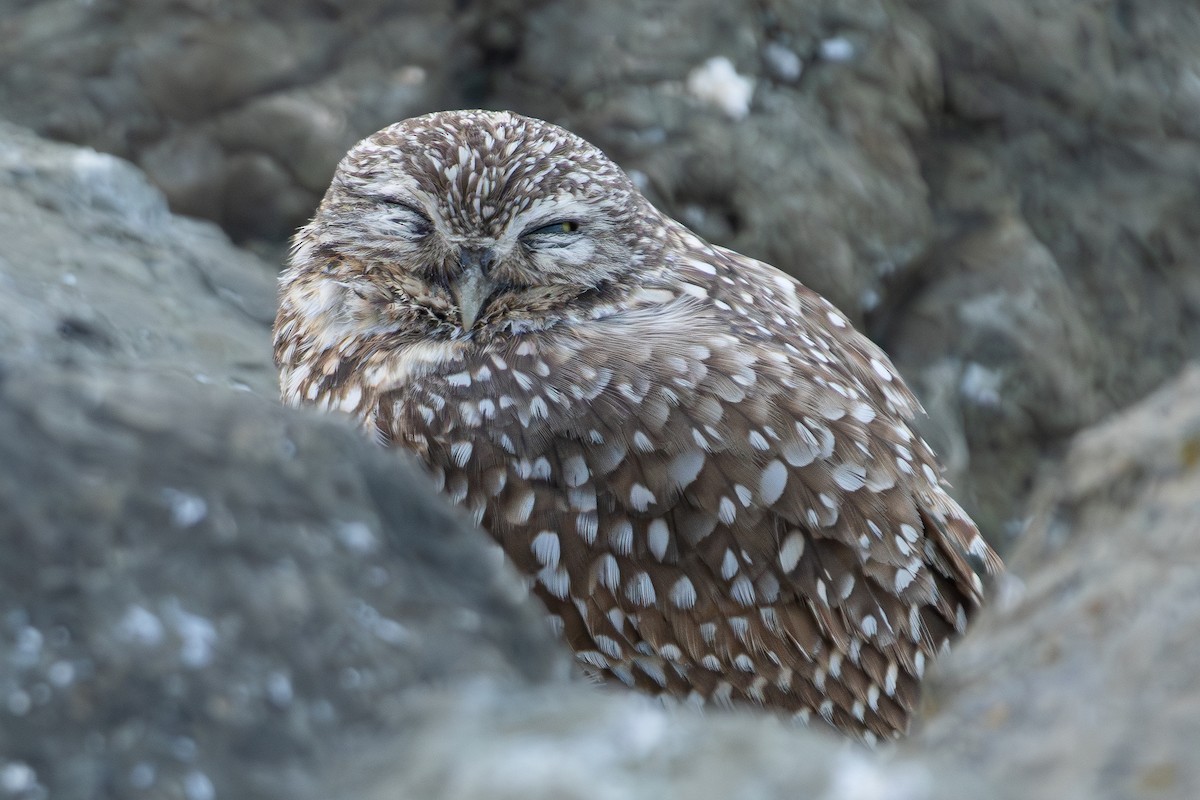 Burrowing Owl - ML631277464