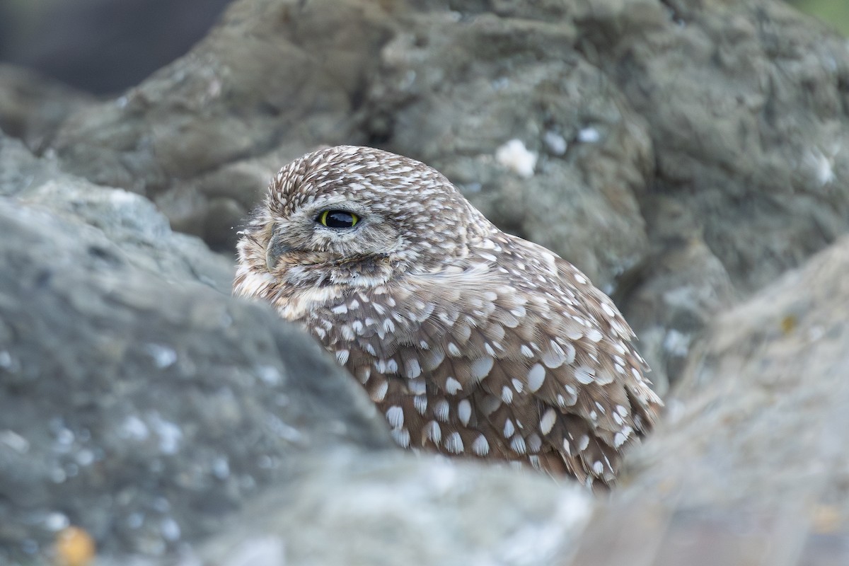 Burrowing Owl - ML631277465