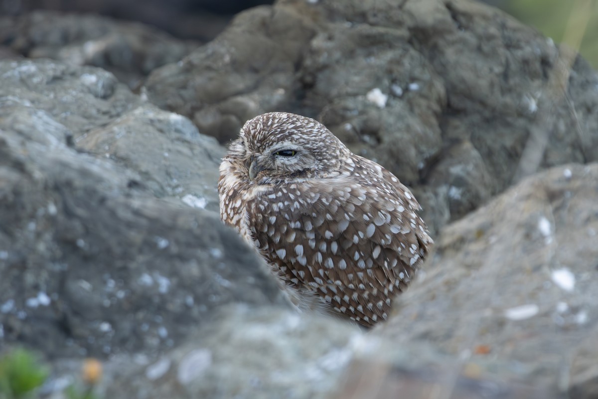 Burrowing Owl - ML631277467