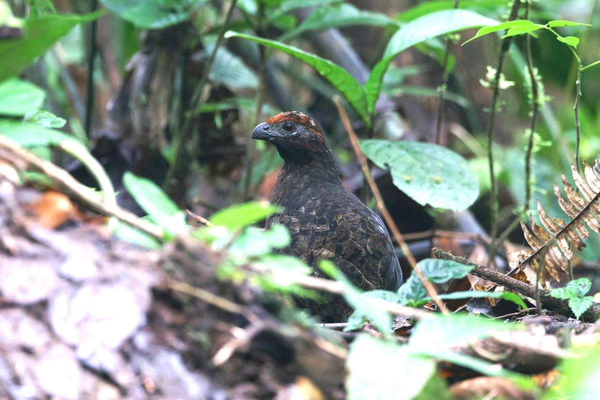 Black-eared Wood-Quail - ML631277468