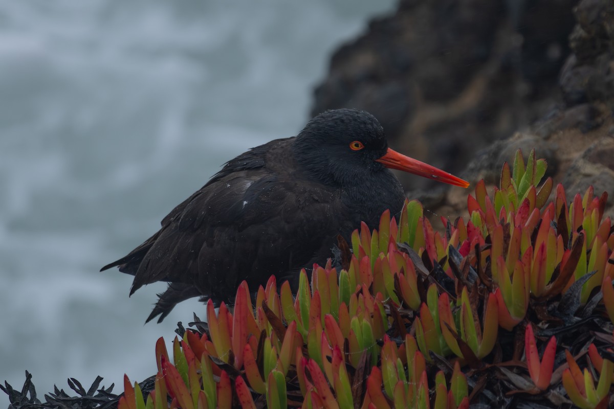 Black Oystercatcher - ML631277588