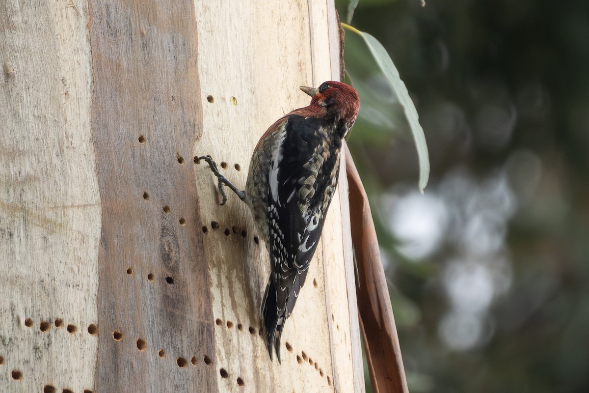 Red-breasted Sapsucker (daggetti) - ML631277593