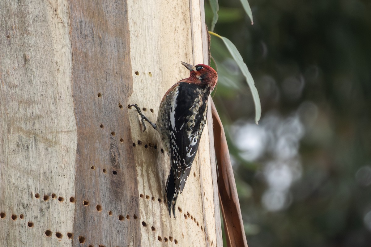 Red-breasted Sapsucker (daggetti) - ML631277594