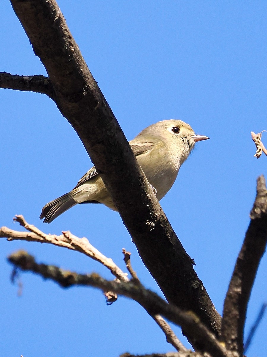 Hutton's Vireo - ML631277706