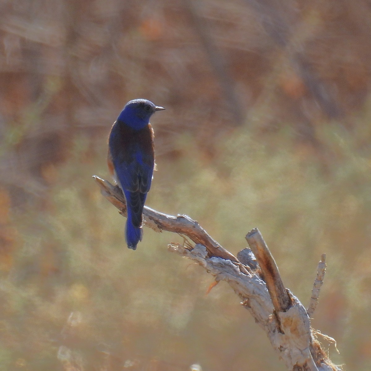Blaukehl-Hüttensänger - ML631277933