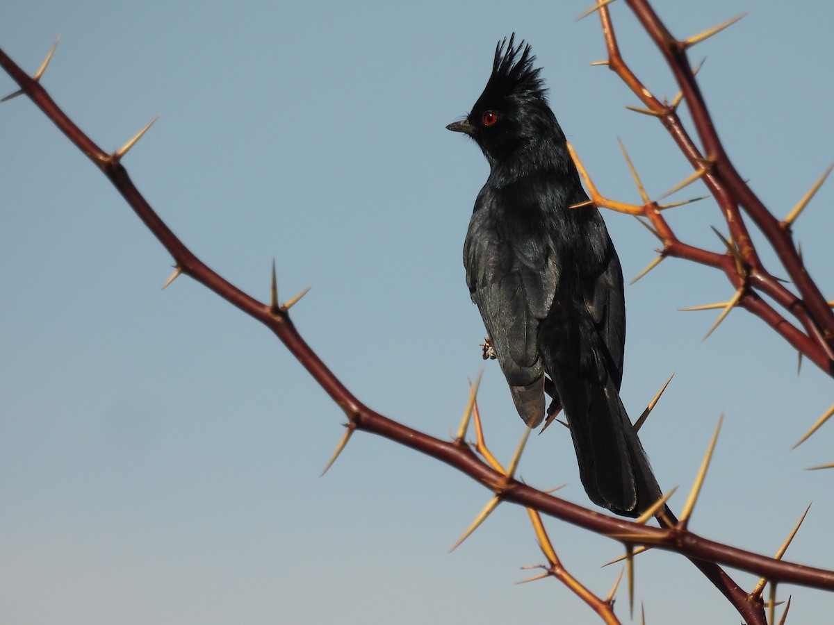 Trauerseidenschnäpper - ML631277949