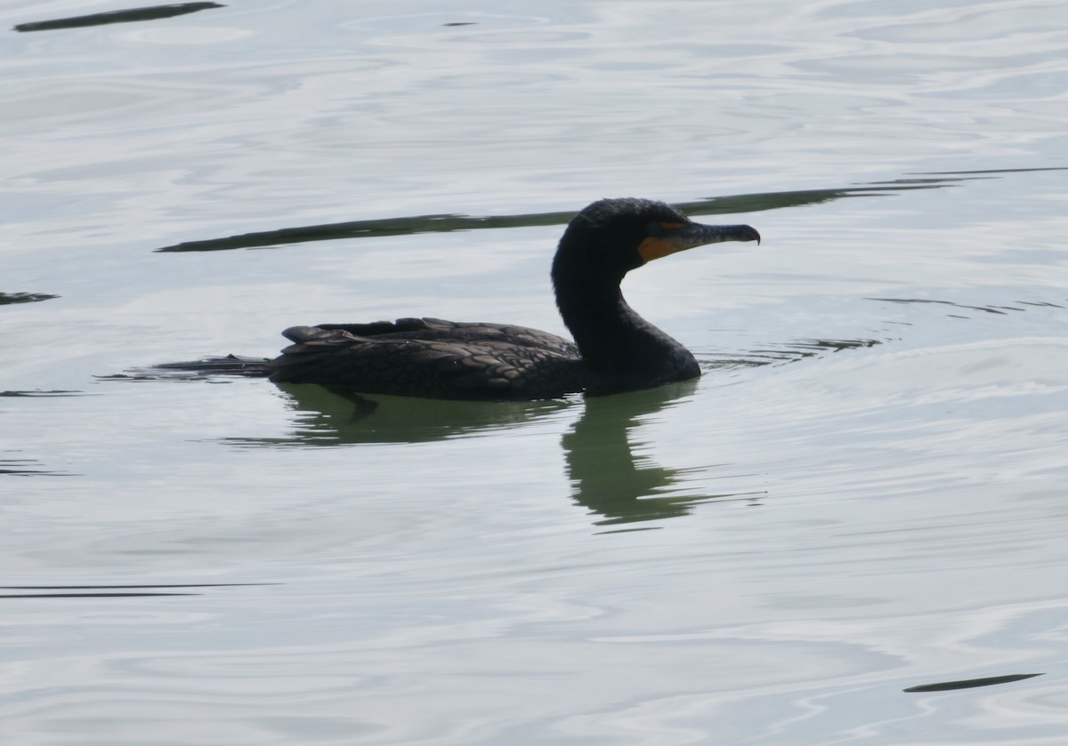 Double-crested Cormorant - ML631277977