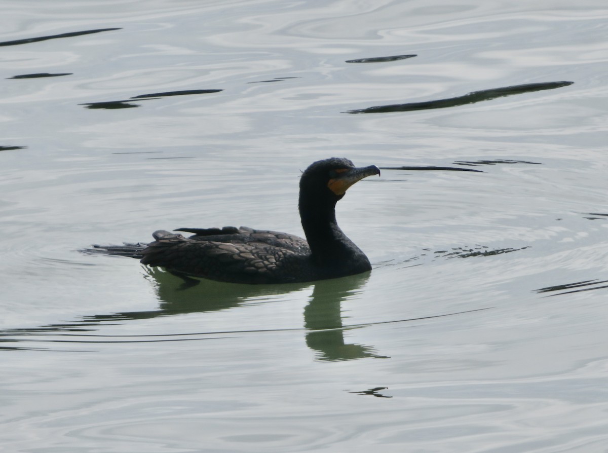 Double-crested Cormorant - ML631277978