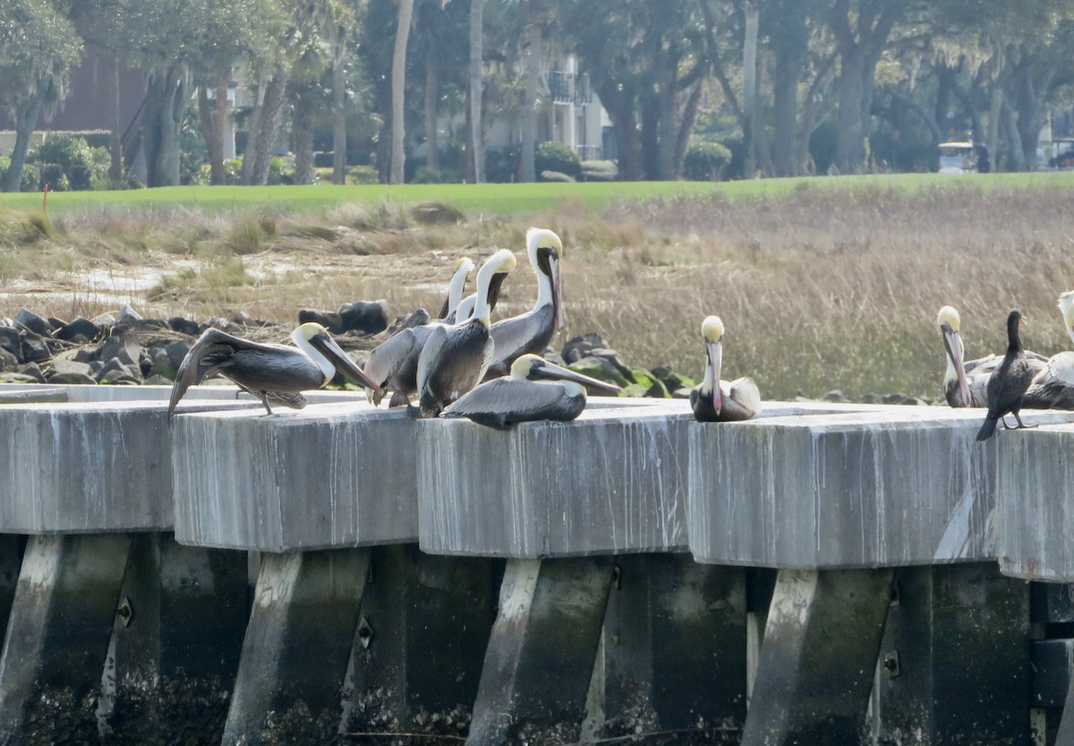 Brown Pelican - ML631277983