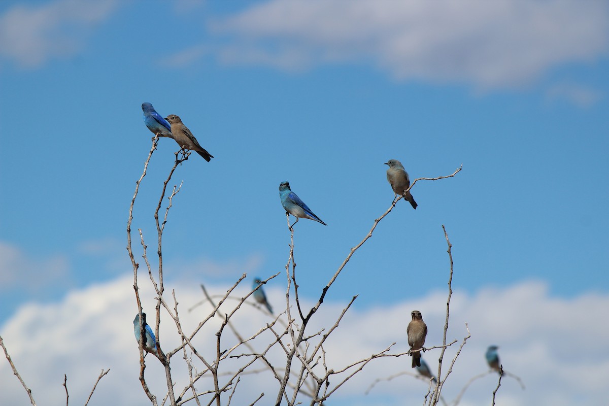 Mountain Bluebird - ML631277987