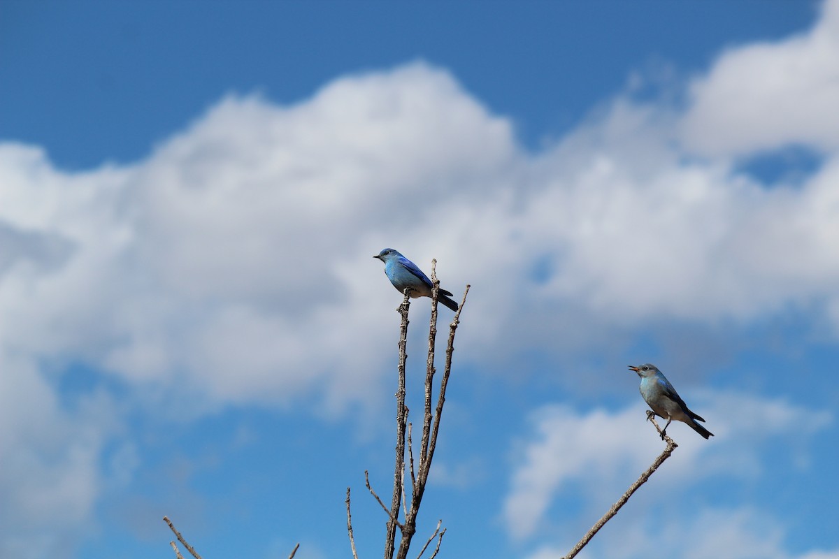 Mountain Bluebird - ML631277988