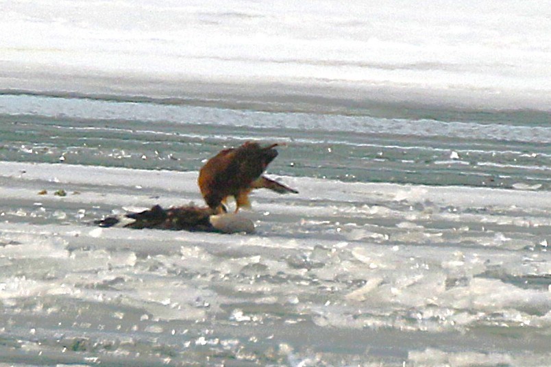 Northern Harrier - ML631278012