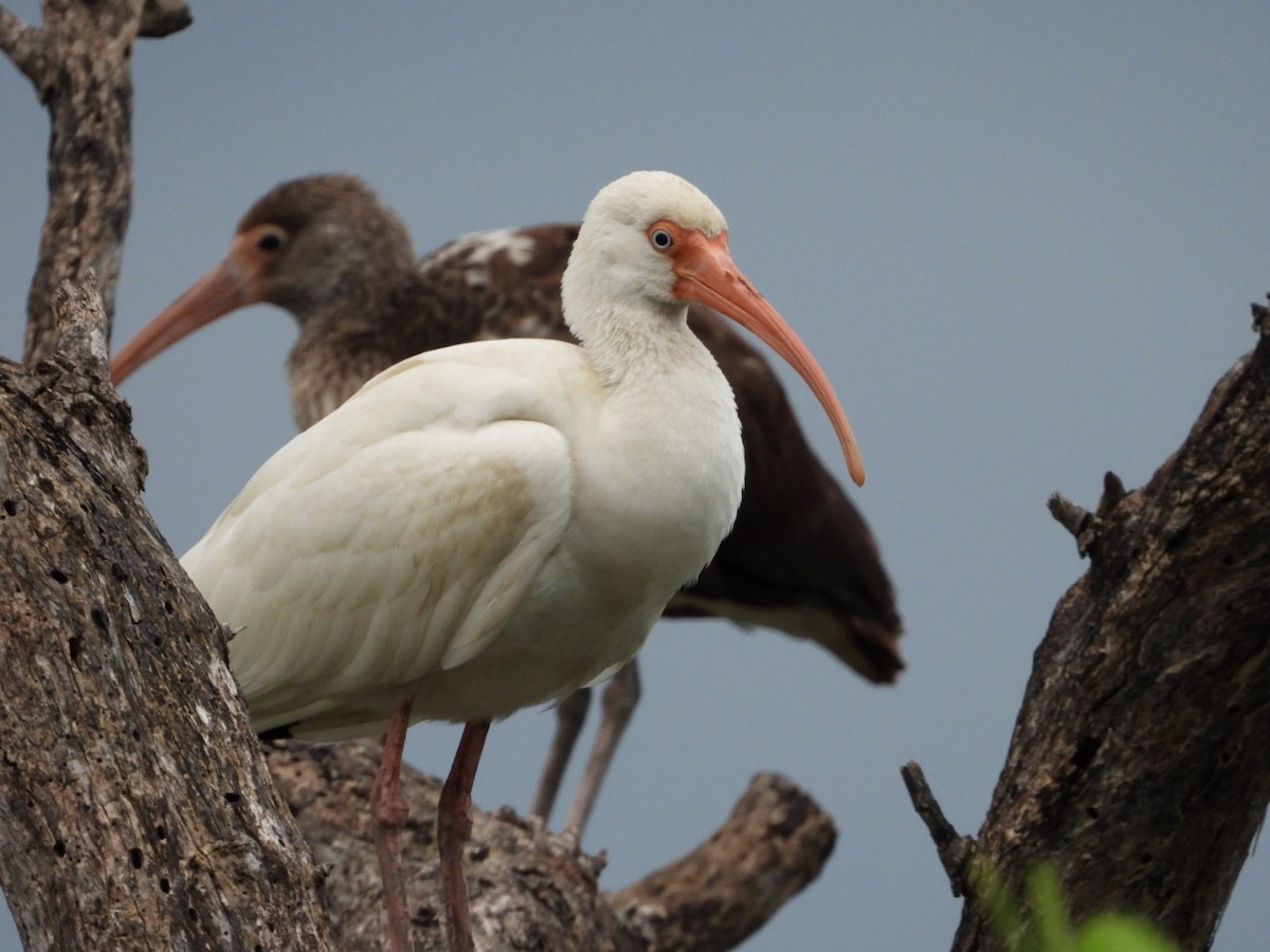Ibis Blanco - ML631278121
