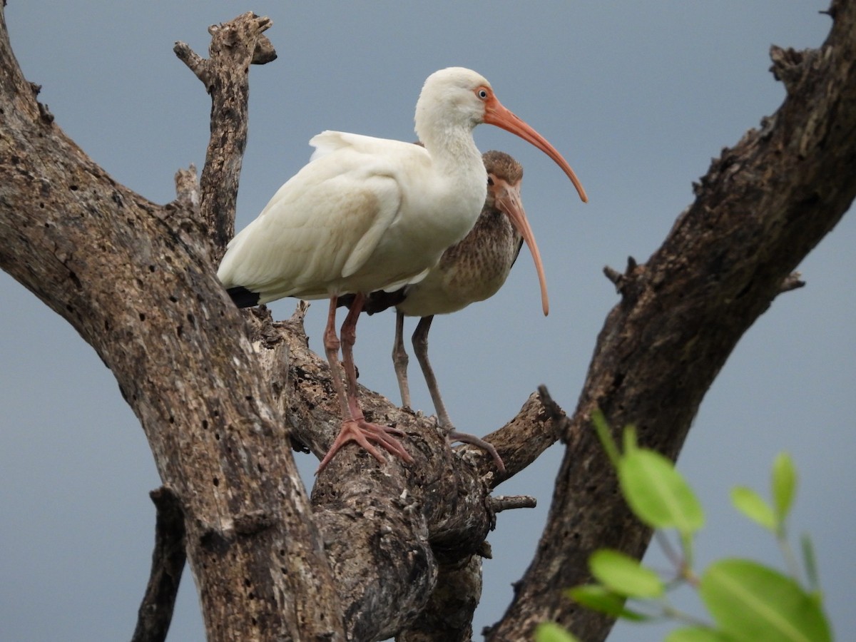 Ibis Blanco - ML631278122