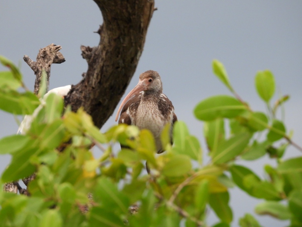 Ibis Blanco - ML631278123