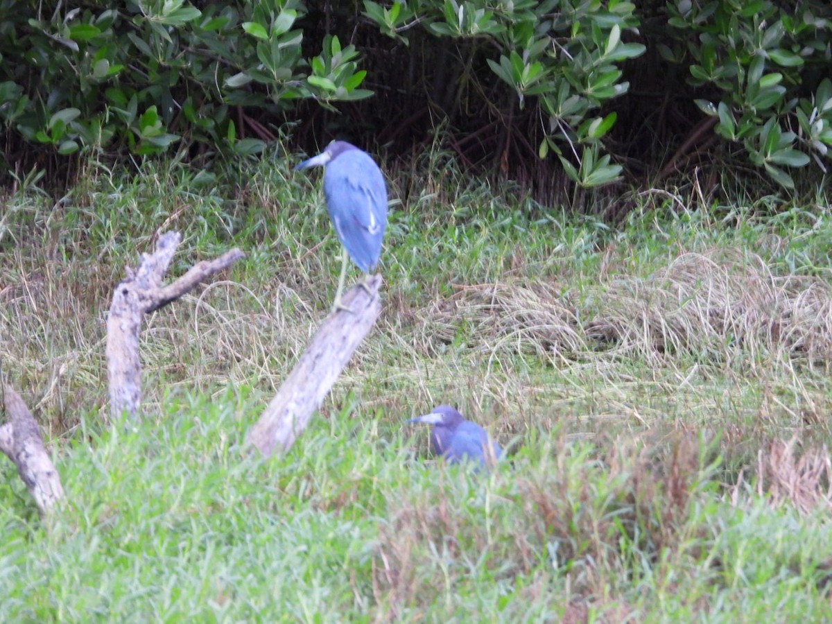 Garceta Azul - ML631278293
