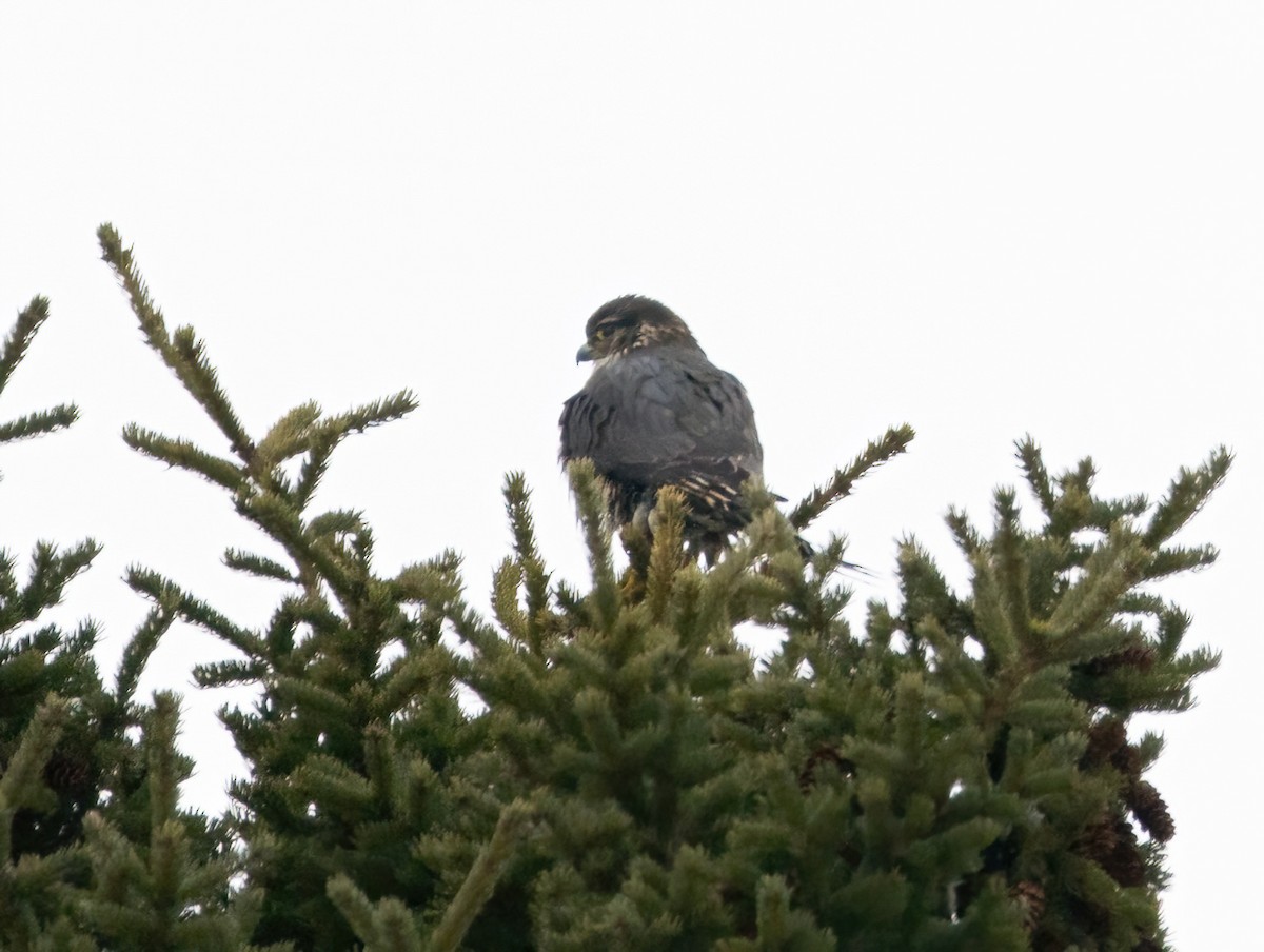 Merlin - ML631278387