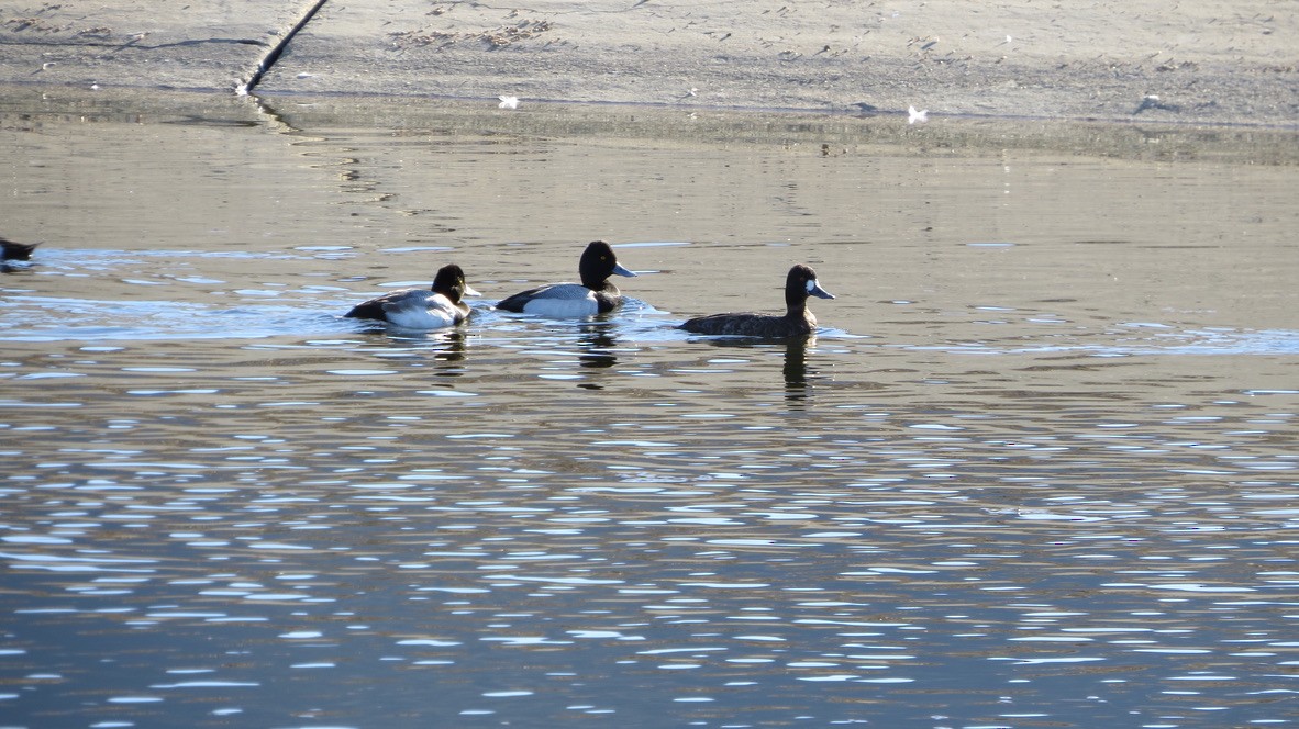 Lesser Scaup - ML631278548