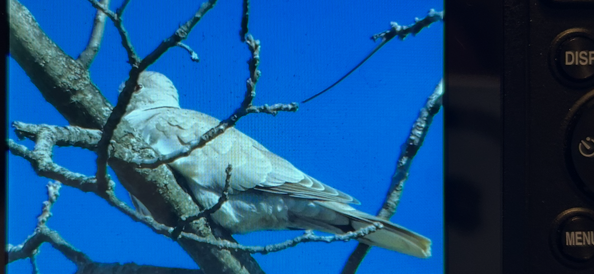 תור צווארון - ML631278688