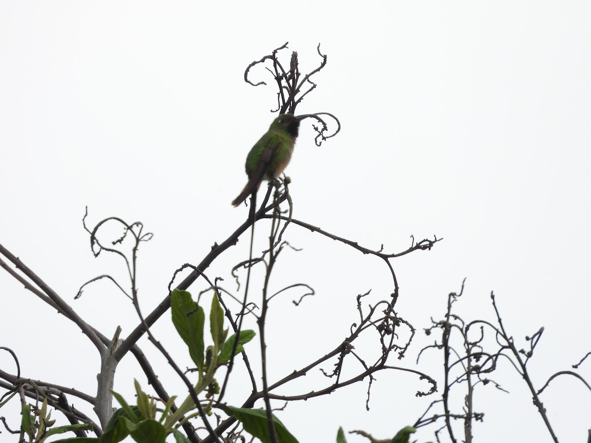 Black-tailed Trainbearer - ML631278691