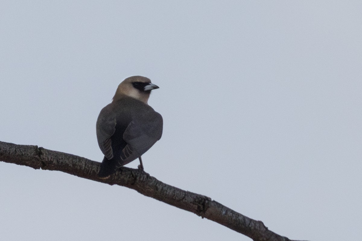 Black-faced Woodswallow - ML631278693