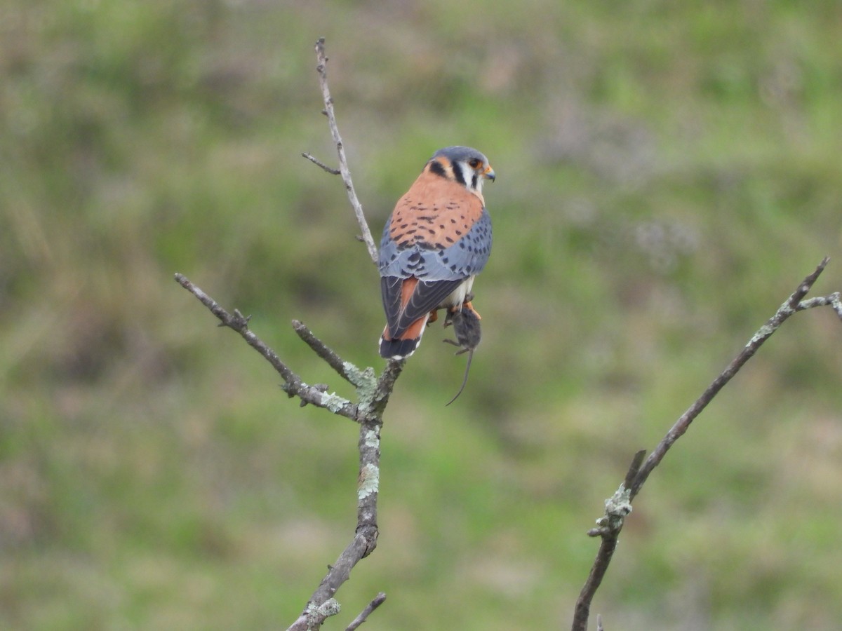 American Kestrel - ML631278716