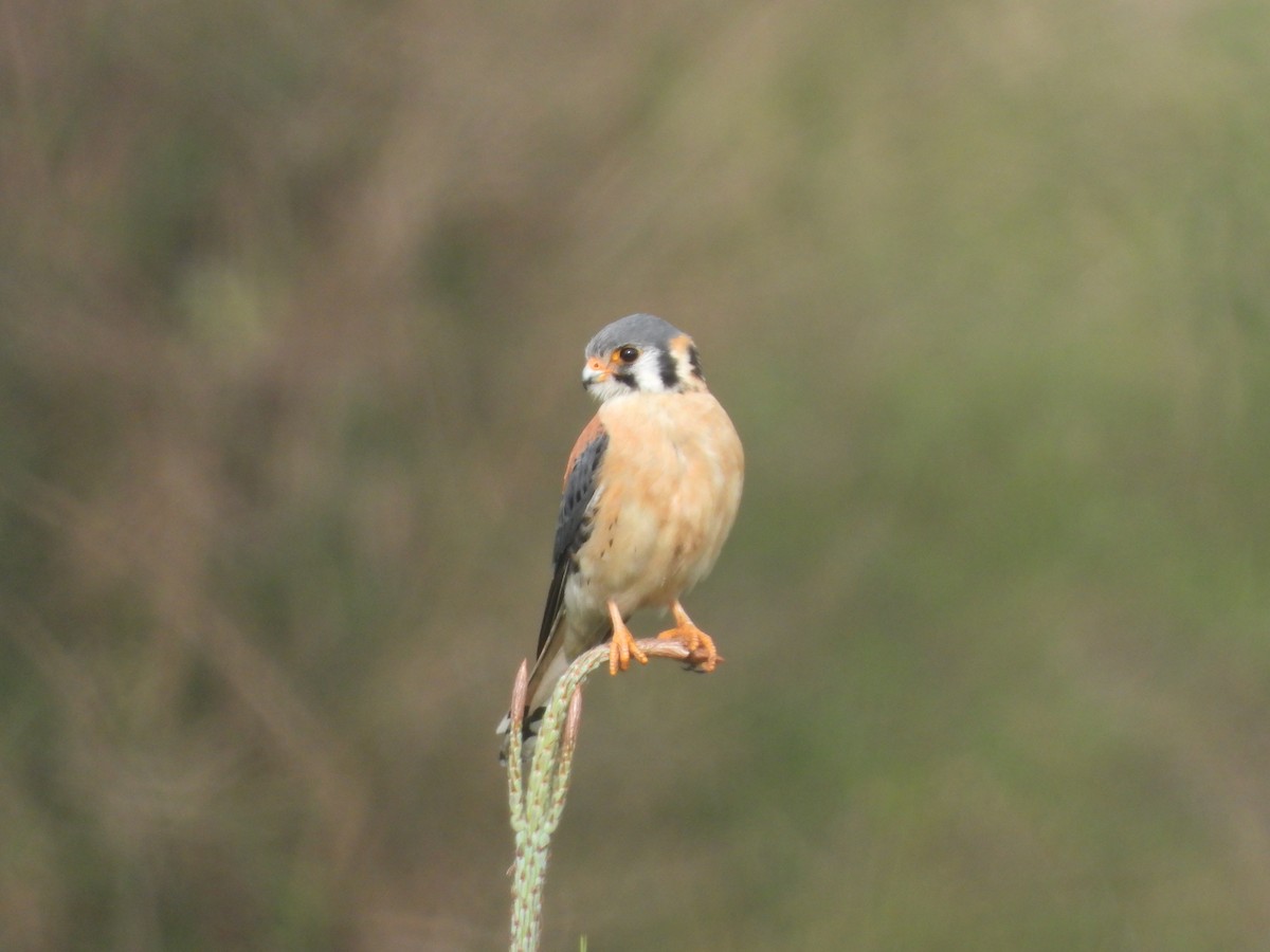 American Kestrel - ML631278801