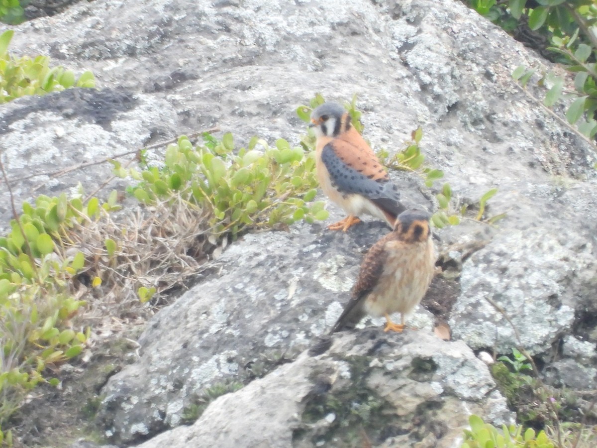 American Kestrel - ML631278847