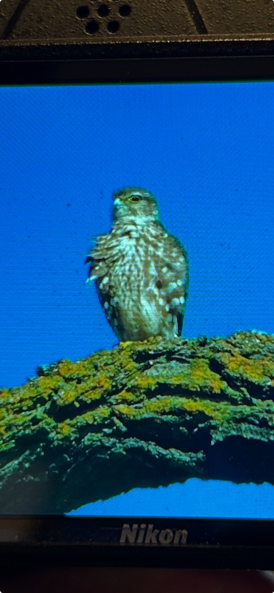 בז גמדי - ML631279115