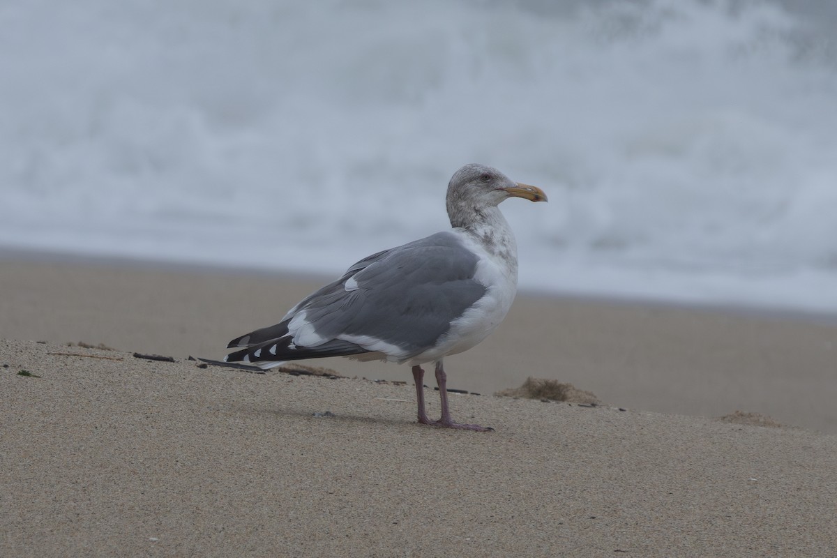 Western Gull - ML631279148