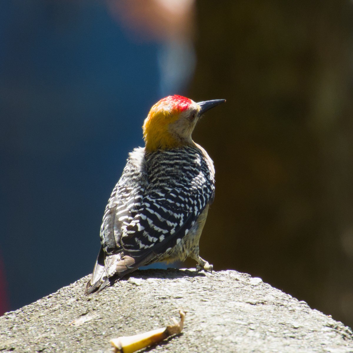 Hoffmann's Woodpecker - ML631279360