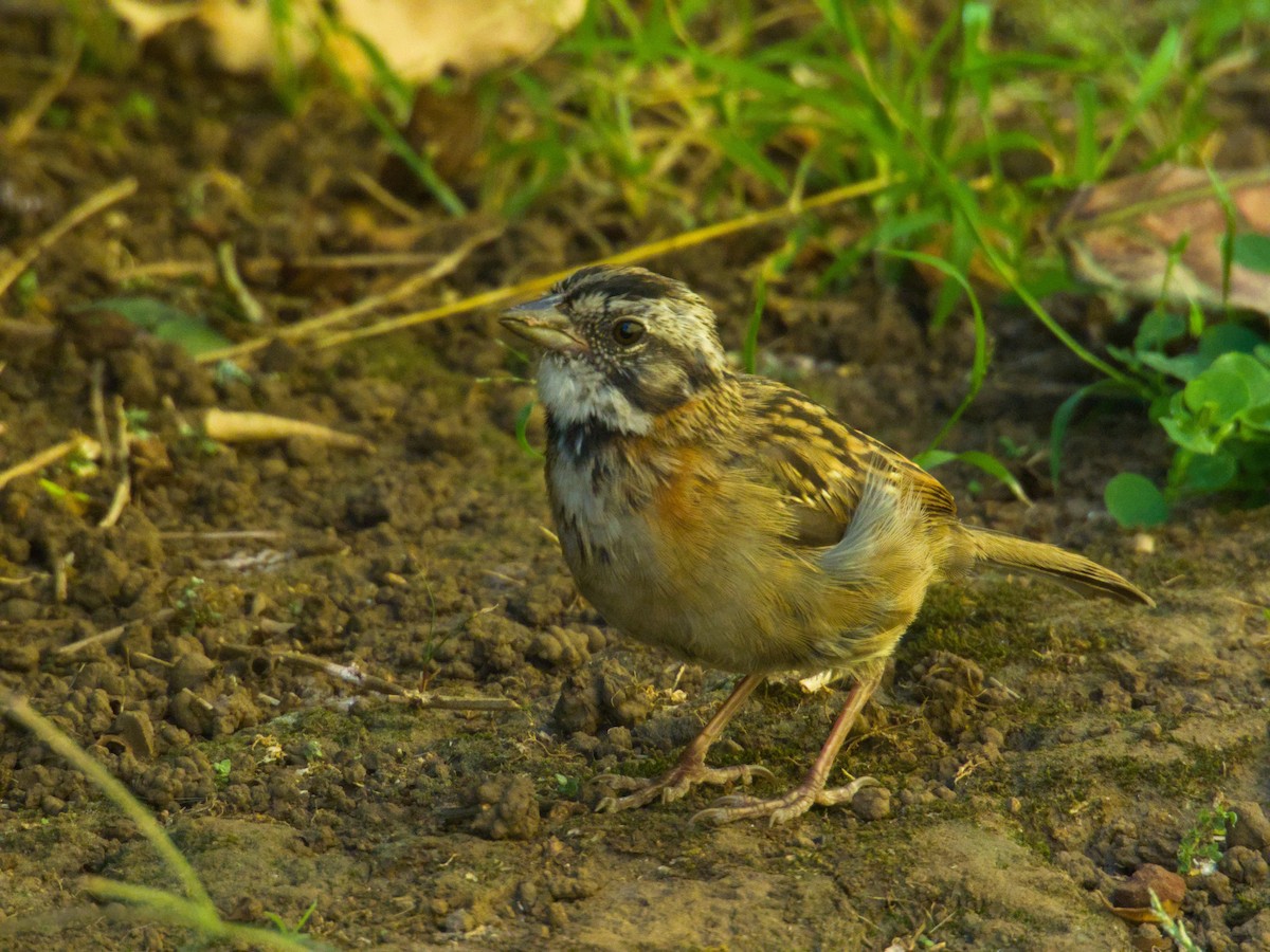 Rufous-collared Sparrow - ML631279370