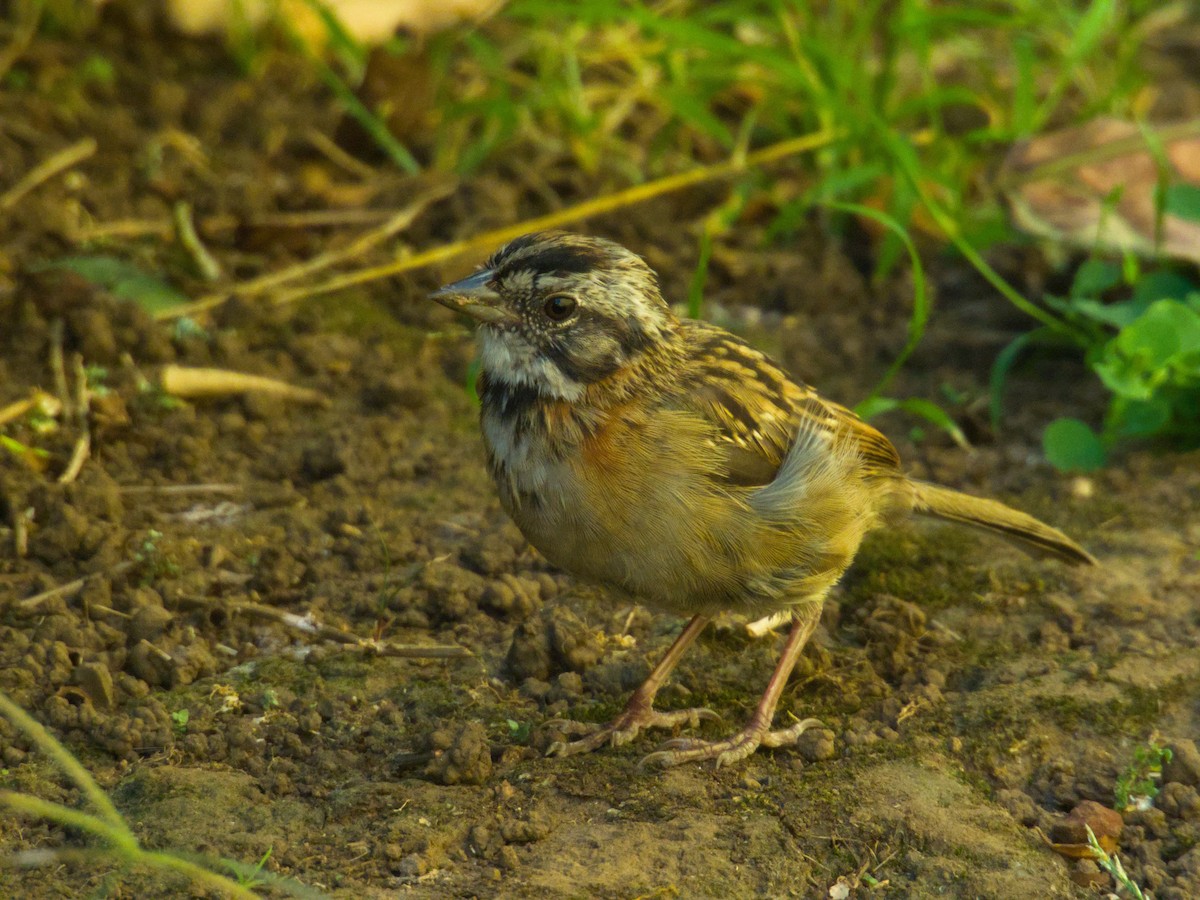 Rufous-collared Sparrow - ML631279371