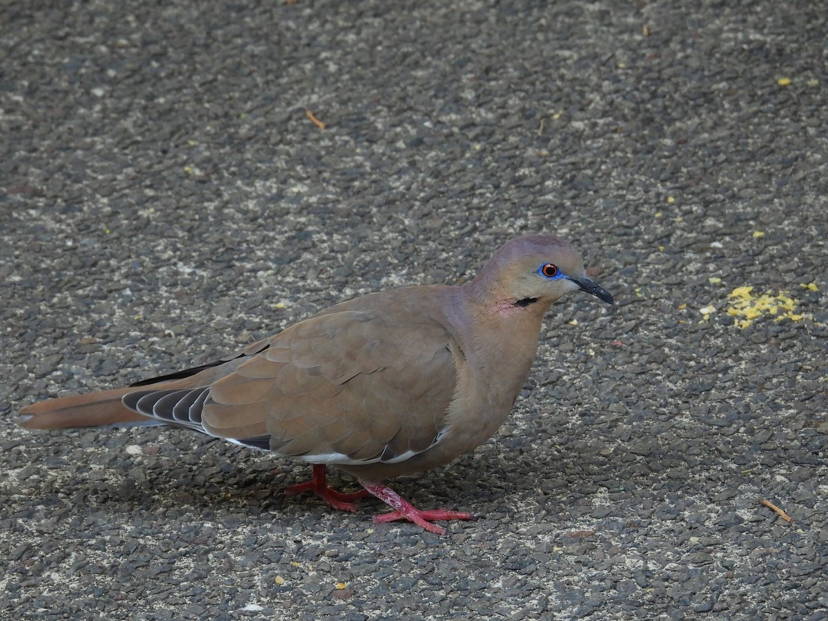 White-winged Dove - ML631279379