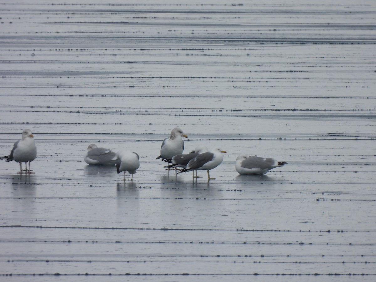 American Herring Gull - ML631279757