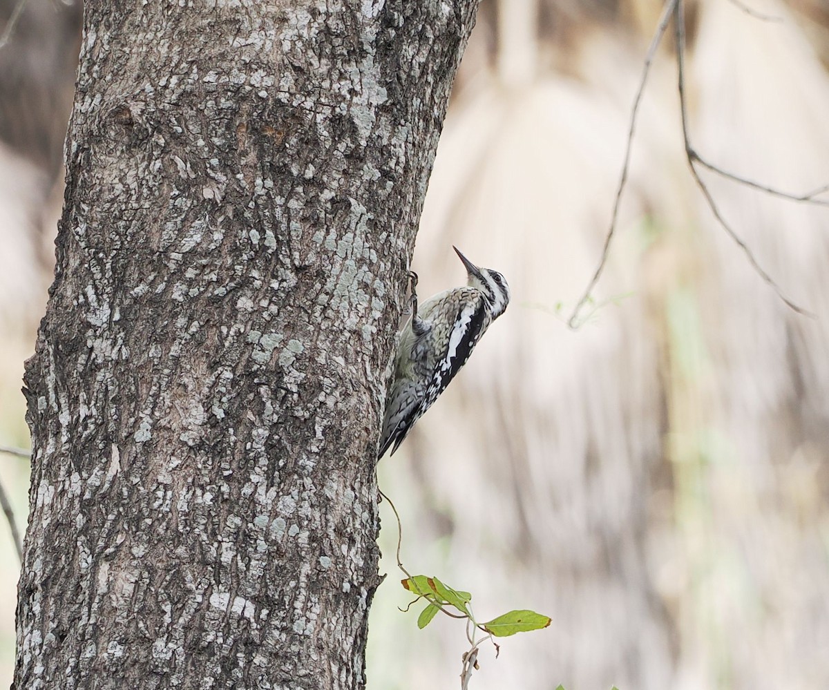 Yellow-bellied Sapsucker - ML631280073