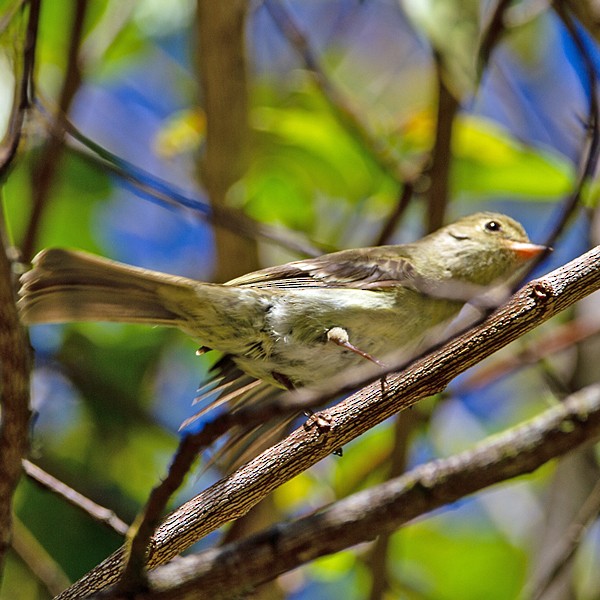 Mountain Elaenia - ML631280097