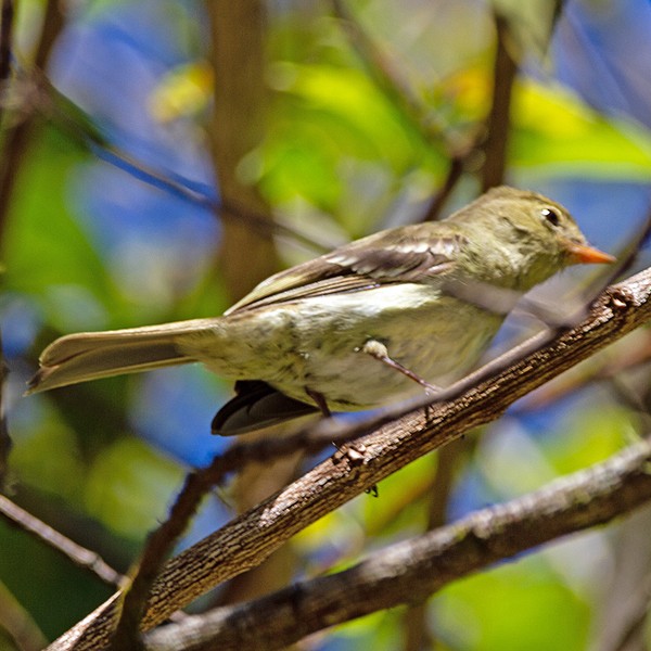 Mountain Elaenia - ML631280098