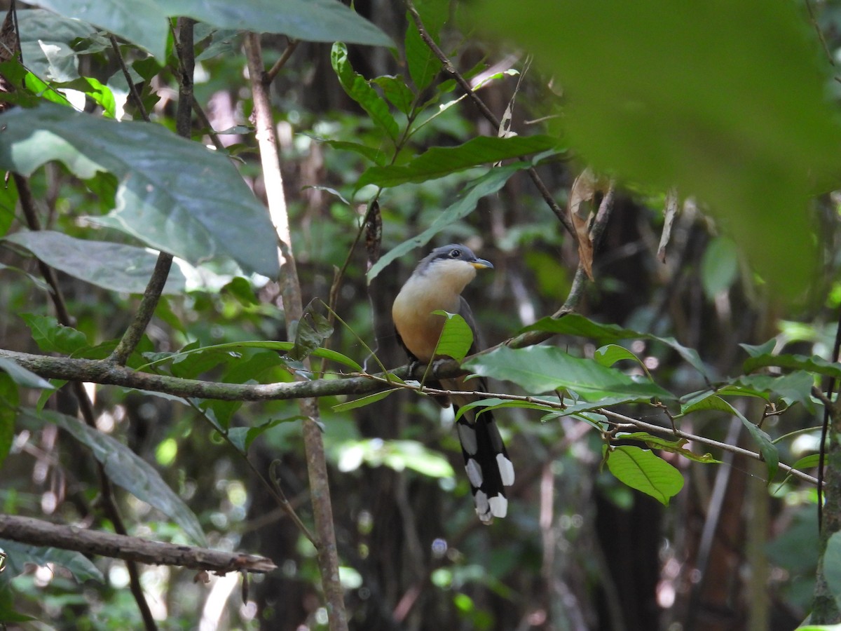 Mangrove Cuckoo - ML631280244