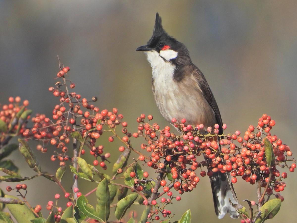 Red-whiskered Bulbul - ML631280289
