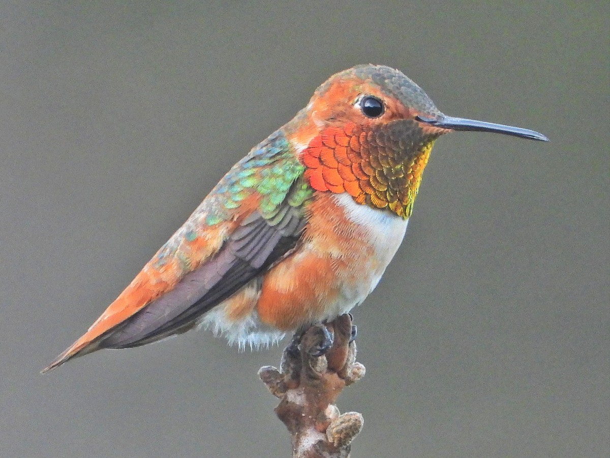 Allen's Hummingbird - ML631280304