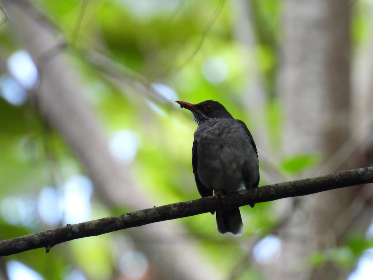 Red-legged Thrush - ML631280313