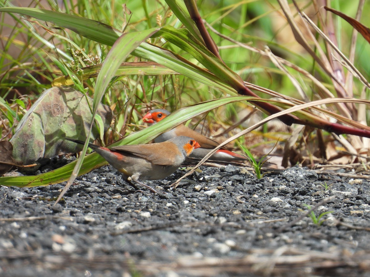 Orange-cheeked Waxbill - ML631280342