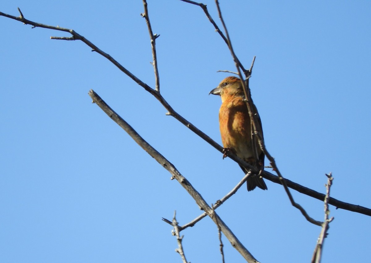 Red Crossbill - ML631280343